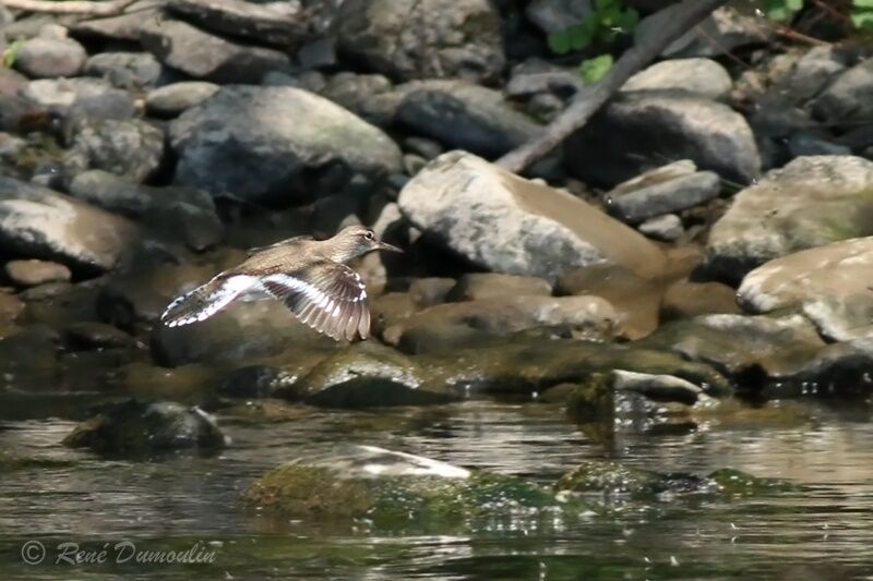 Common Sandpiperadult breeding, Flight