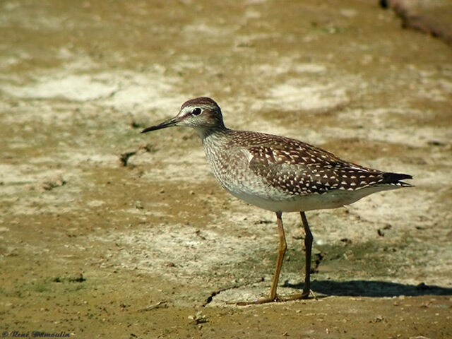 Wood Sandpiper