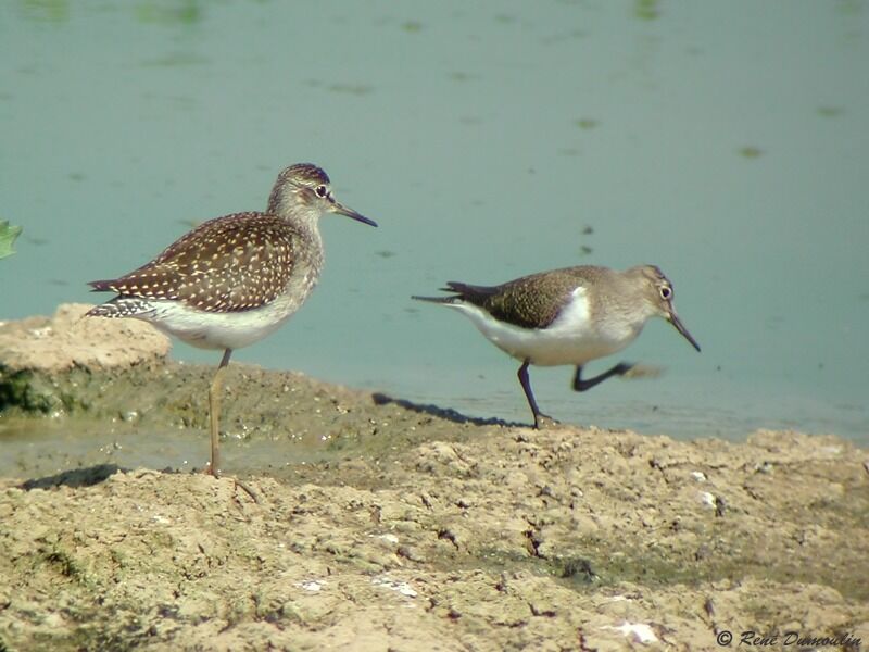 Wood Sandpiper