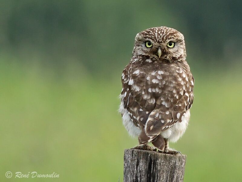 Little Owladult, identification