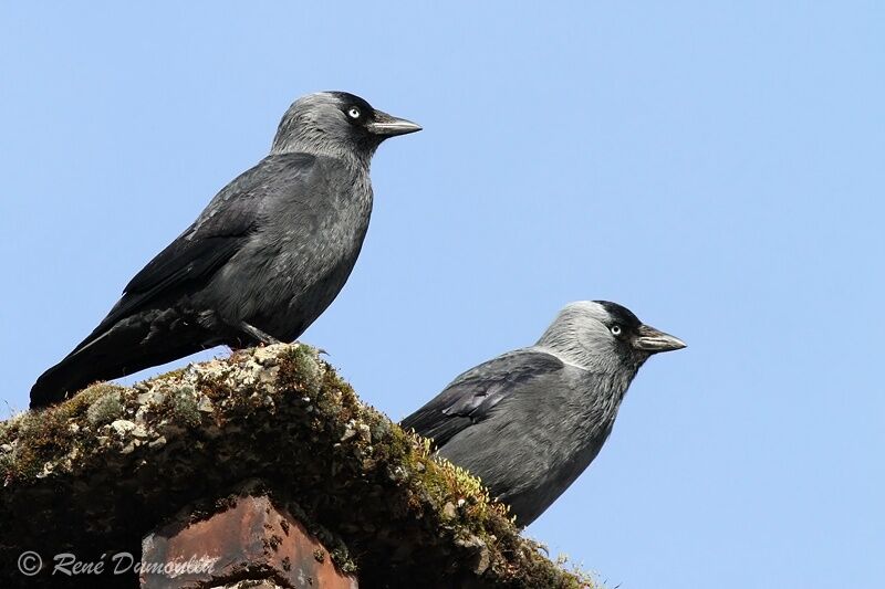 Western Jackdaw adult, identification