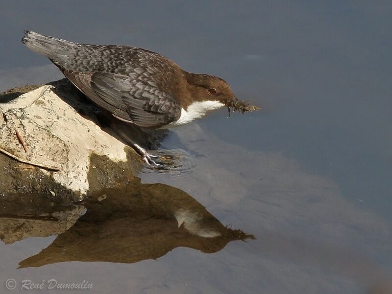 White-throated Dipperadult, identification, Reproduction-nesting