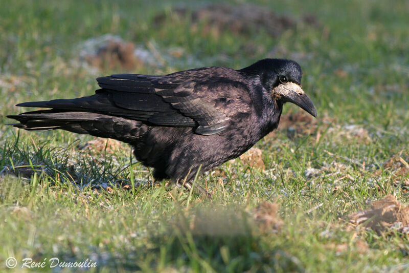 Corbeau freuxadulte