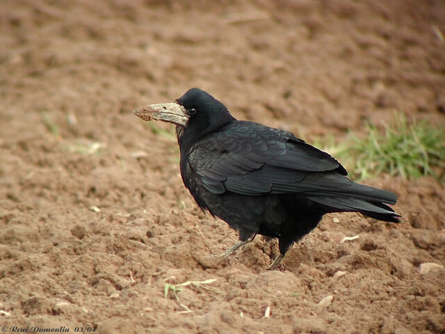 Corbeau freux