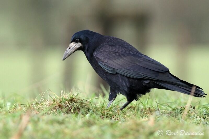 Corbeau freuxadulte, identification