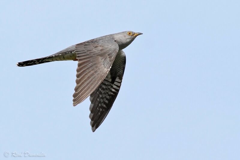 Common Cuckoo male adult, Flight