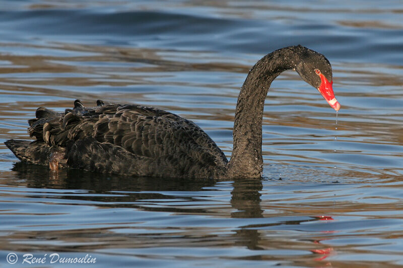 Black Swanadult, identification