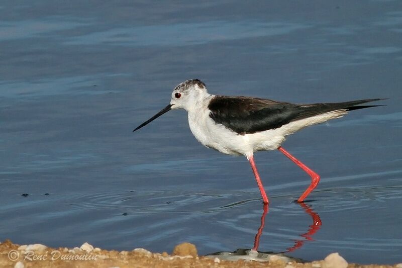 Black-winged Stiltadult, identification