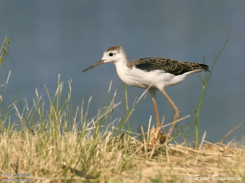 Black-winged Stiltjuvenile, walking