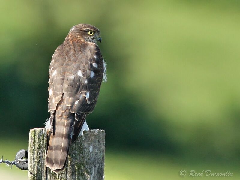 Eurasian Sparrowhawk male immature, identification