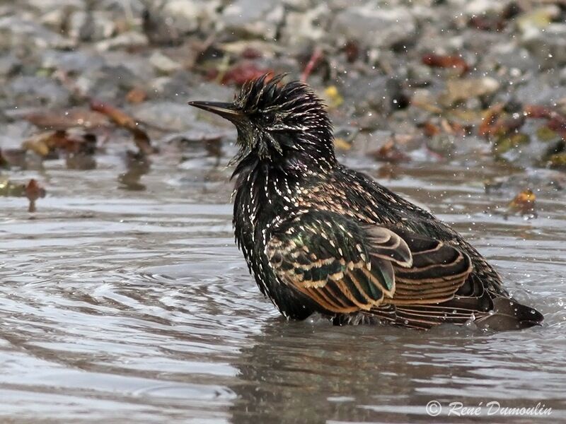 Common Starling, Behaviour