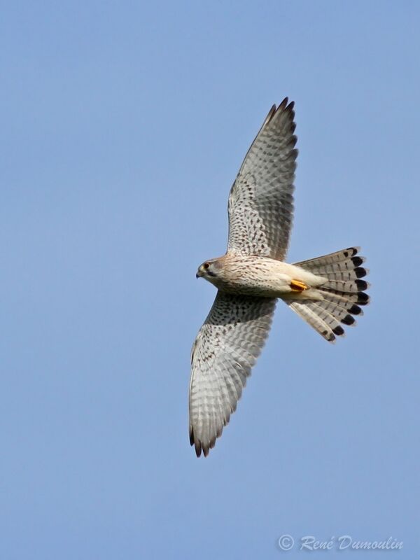 Common Kestrel female adult, Flight