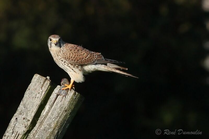 Common Kestrel female adult, identification, feeding habits