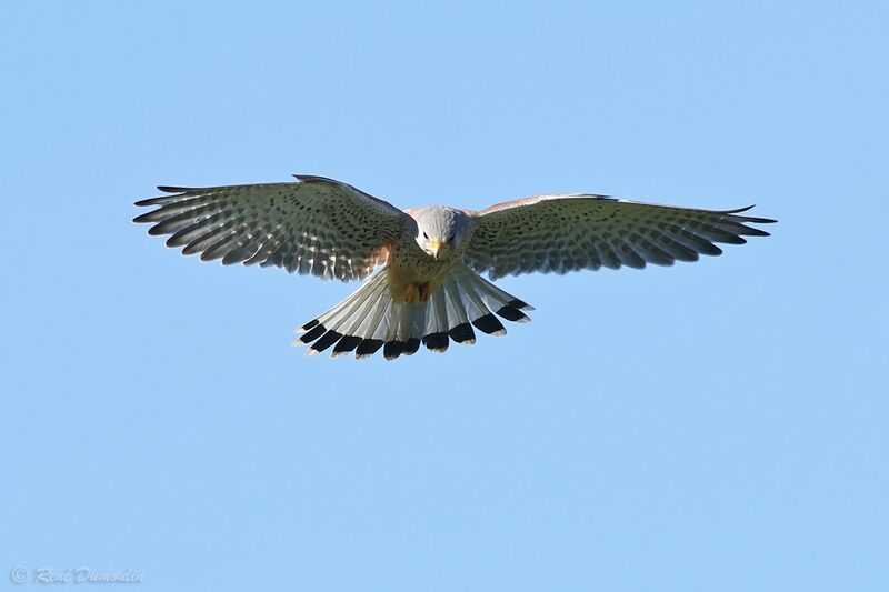 Common Kestrelsubadult, Flight