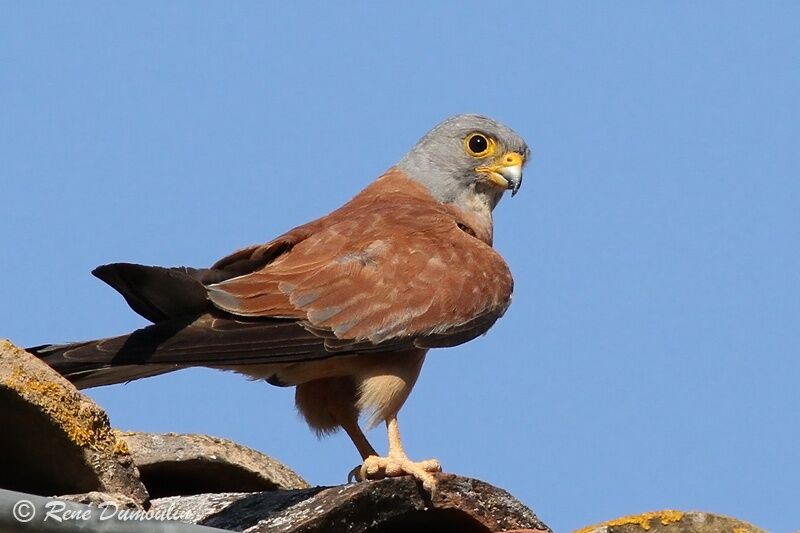 Lesser Kestrel male adult, identification