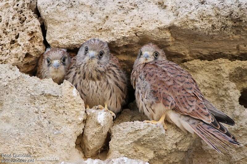 Lesser Kestreljuvenile, identification, Reproduction-nesting