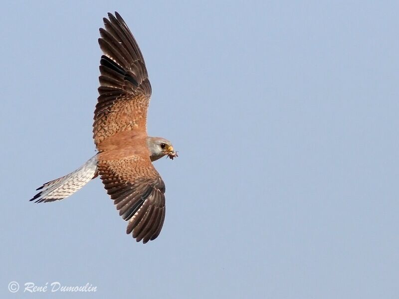 Lesser Kestrel male immature, Flight