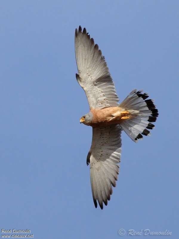 Lesser Kestrel male adult breeding, Flight