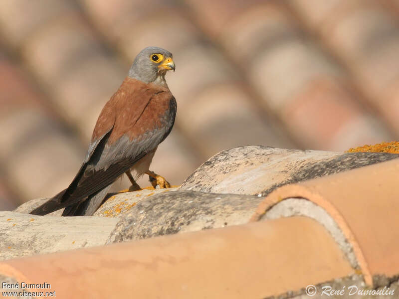 Lesser Kestrel male adult