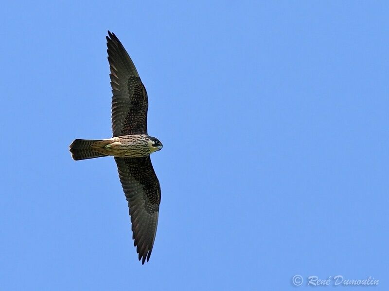 Eleonora's Falconimmature, Flight