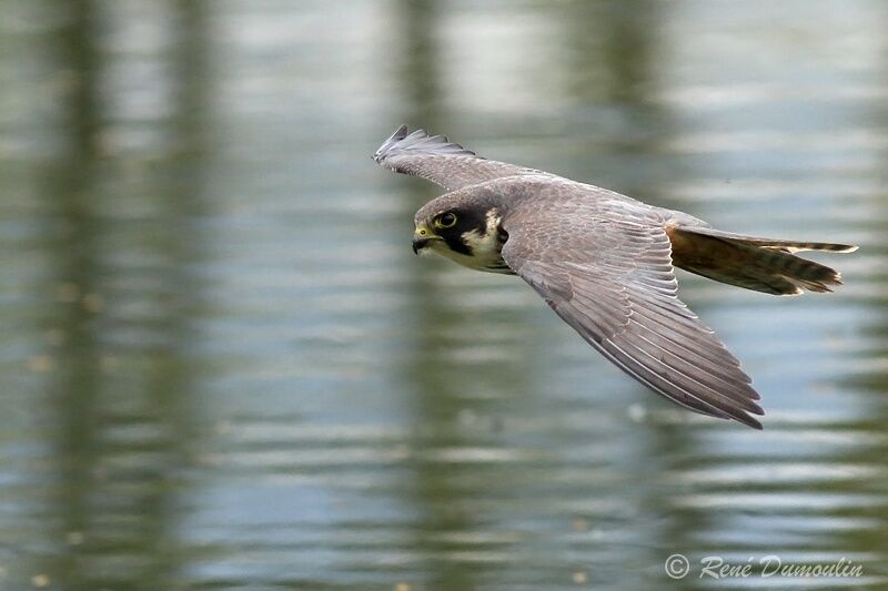 Eurasian Hobbyadult, Flight