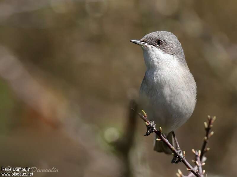 Lesser Whitethroat male adult, identification