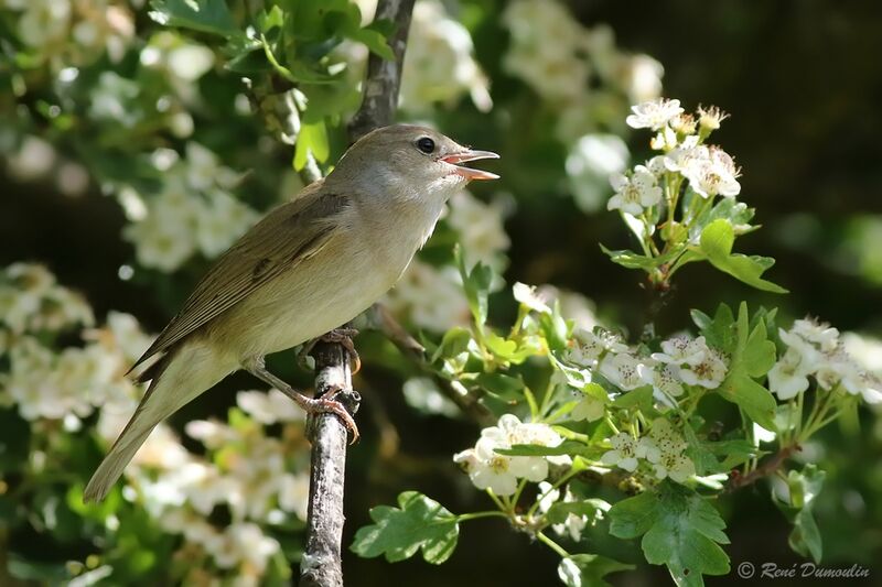 Garden Warbler male adult breeding, song