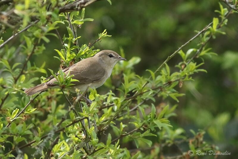 Garden Warbler male adult, identification