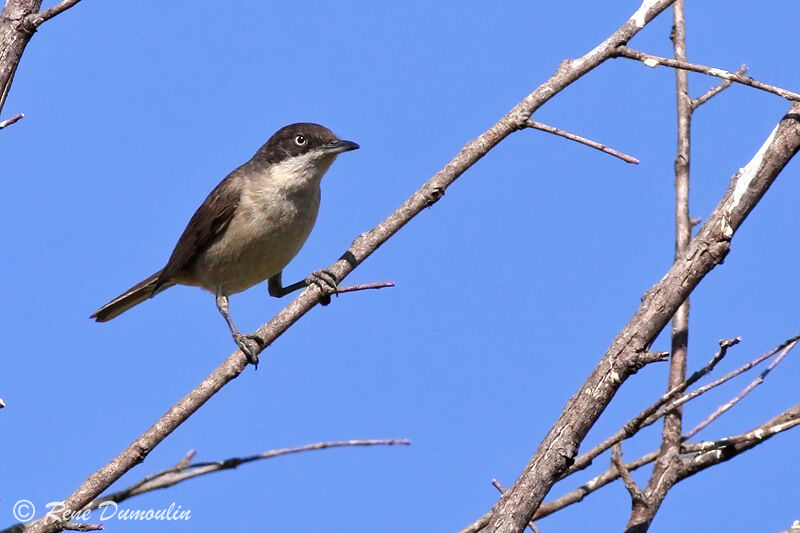 Western Orphean Warbler male adult, identification