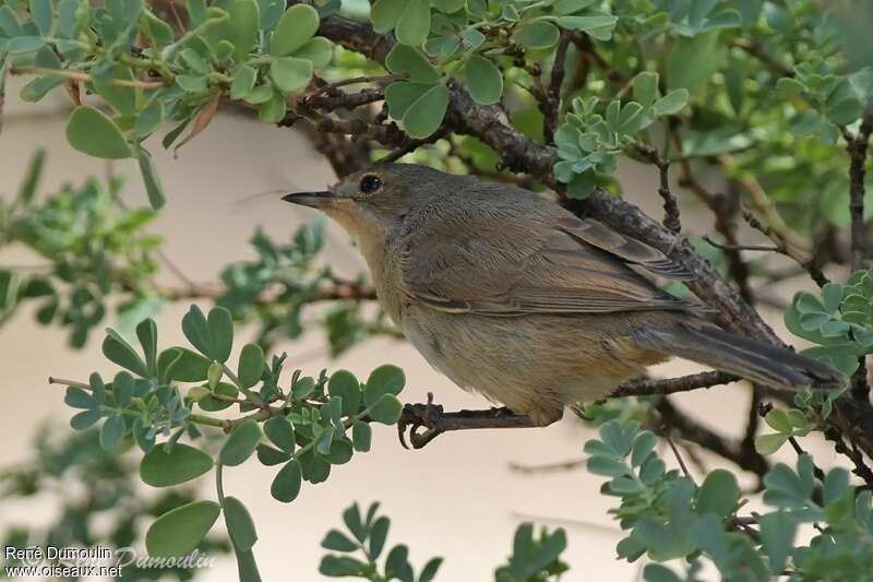 Fauvette passerinettejuvénile, identification