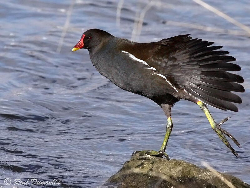 Common Moorhenadult, identification