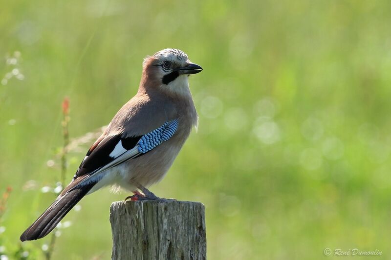 Eurasian Jay, identification