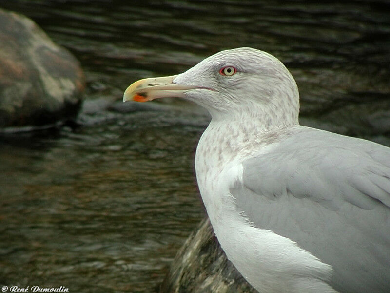 Goéland argenté