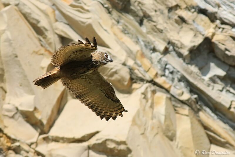 Eurasian Eagle-Owljuvenile, Flight