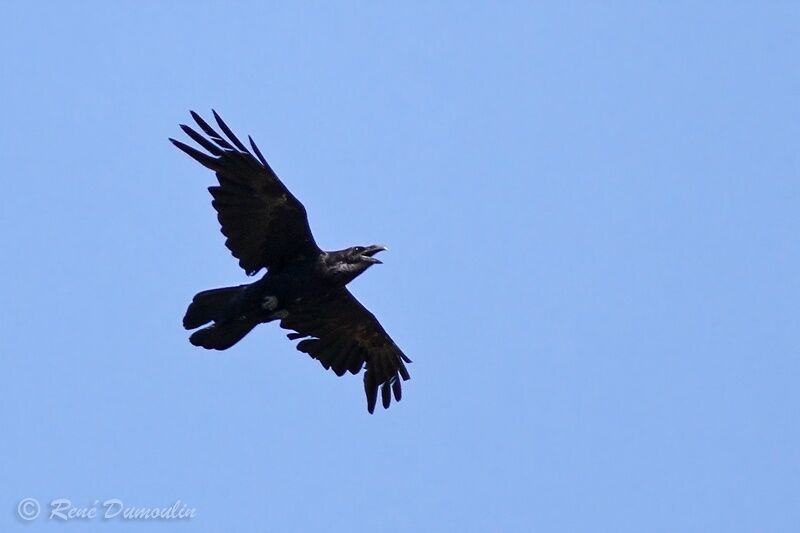 Northern Ravenadult, identification