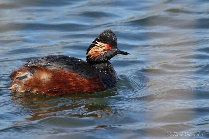 Black-necked Grebeadult breeding, identification