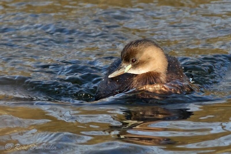 Little Grebeadult post breeding, identification, swimming