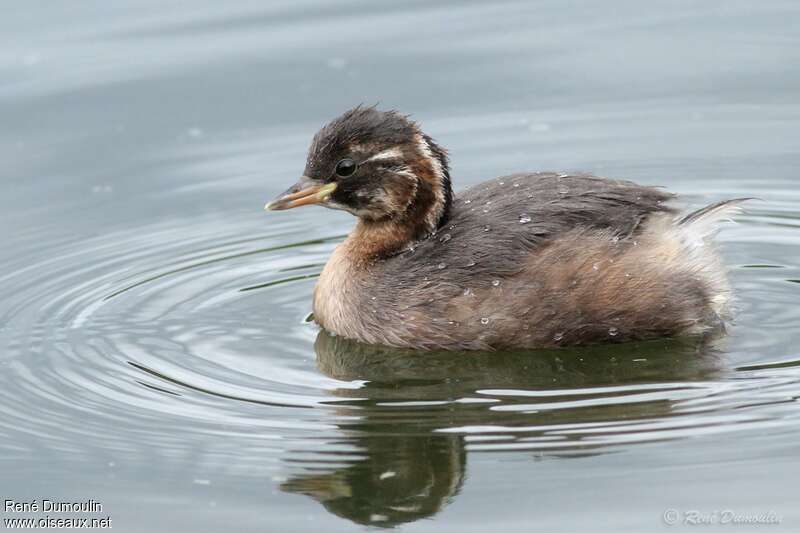 Little Grebejuvenile, identification