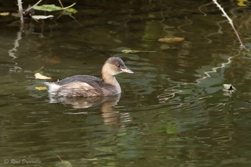 Little Grebe