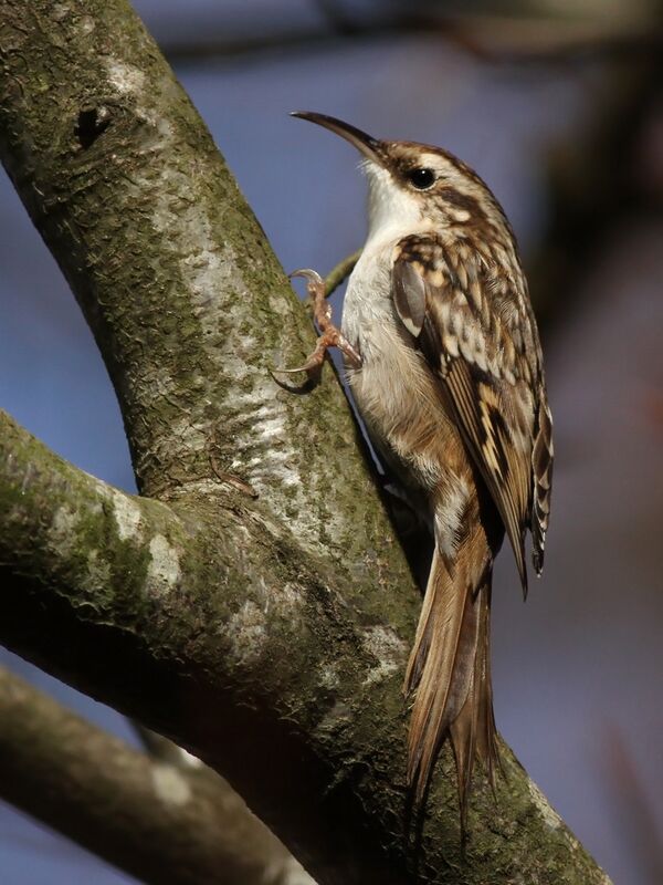 Short-toed Treecreeperadult, identification