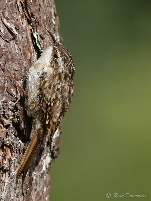 Short-toed Treecreeper, identification