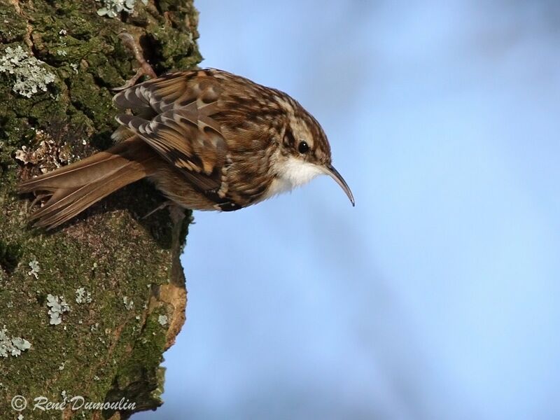 Short-toed Treecreeperadult, identification