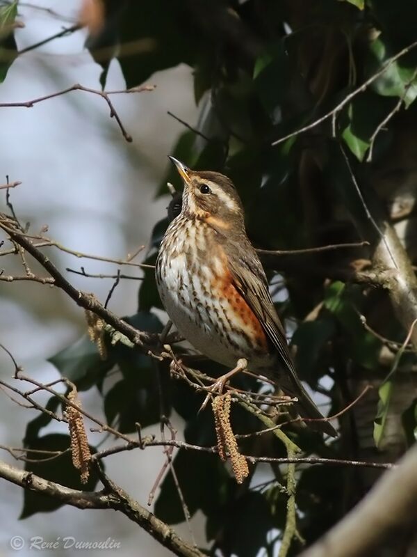 Redwingadult breeding, identification