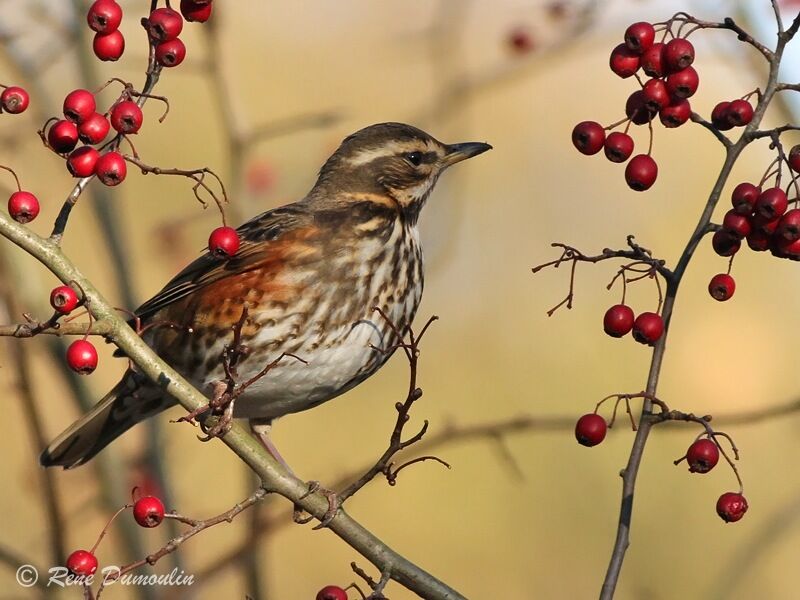 Redwing, identification