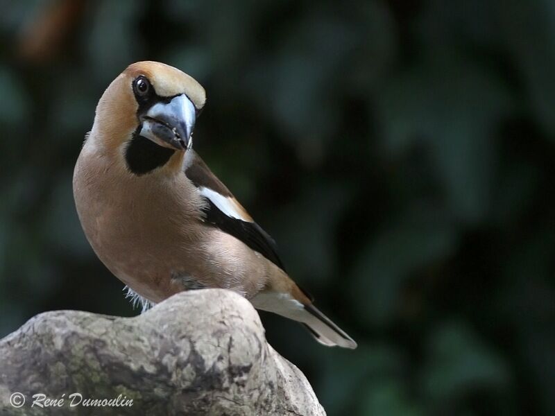 Hawfinch male adult, identification