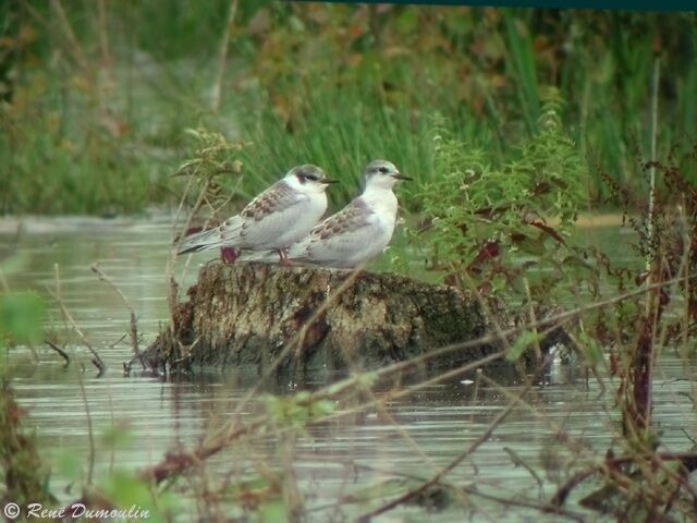 Whiskered Tern