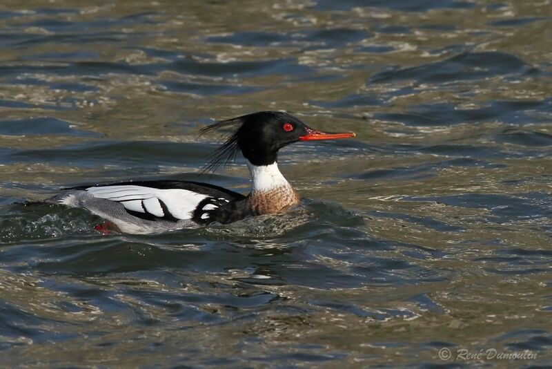 Red-breasted Merganser male adult breeding, identification