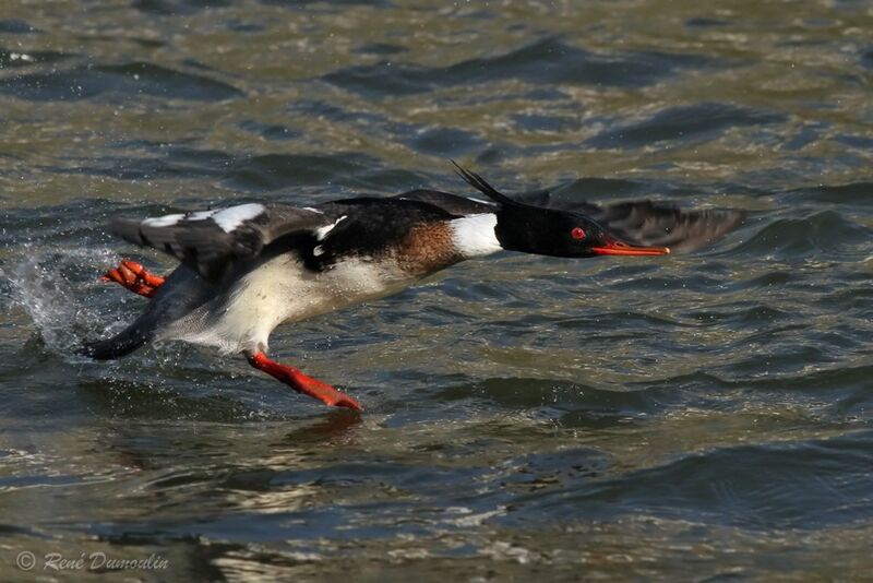 Red-breasted Merganser male adult breeding, Flight