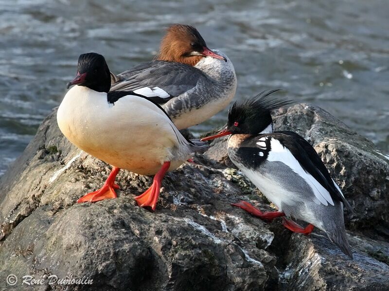 Harle huppé mâle adulte nuptial, identification