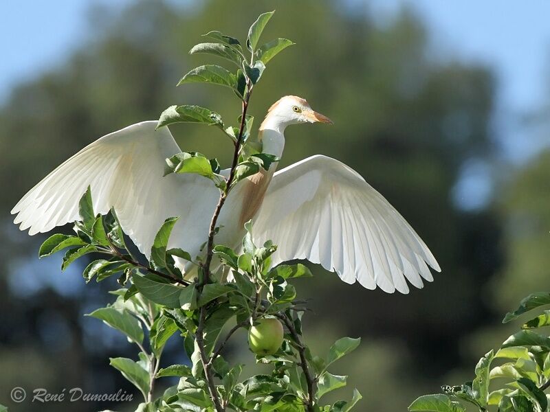 Western Cattle Egretadult post breeding, identification